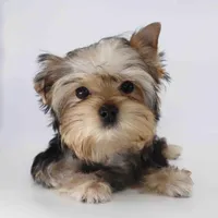 TOBY, a male Yorkshire Terrier for sale in Los Angeles, CA – Photo 2 of 4