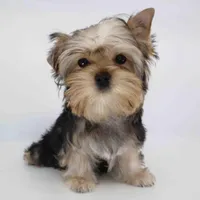 TOBY, a male Yorkshire Terrier for sale in Los Angeles, CA – Photo 3 of 4