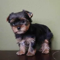Ruby, a female Yorkshire Terrier for sale in Los Angeles, CA – 4 of 5