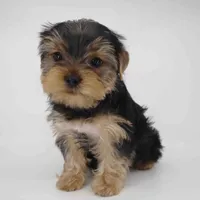 Tulip, a male Yorkshire Terrier for sale in Los Angeles, CA – 1 of 5