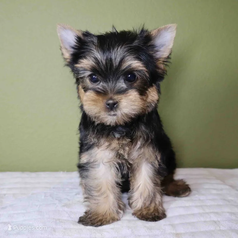 Pumpkin – Yorkshire Terrier puppy for sale in Los Angeles, CA