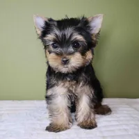 Pumpkin, a male Yorkshire Terrier for sale in Los Angeles, CA – 1 of 5