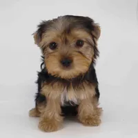 JANA, a female Yorkshire Terrier for sale in Los Angeles, CA – Photo 3 of 5