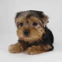JANA, a female Yorkshire Terrier for sale in Los Angeles, CA – Photo 5 of 5