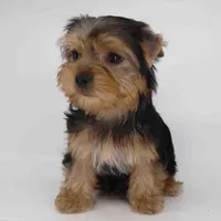 JANA, a female Yorkshire Terrier for sale in Los Angeles, CA – Photo 4 of 5