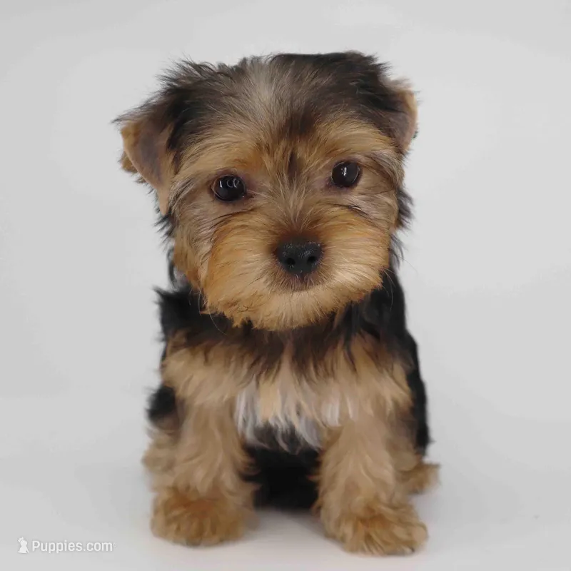JANA – Yorkshire Terrier puppy for sale in Los Angeles, CA