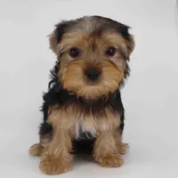 JANA, a female Yorkshire Terrier for sale in Los Angeles, CA – Photo 2 of 5