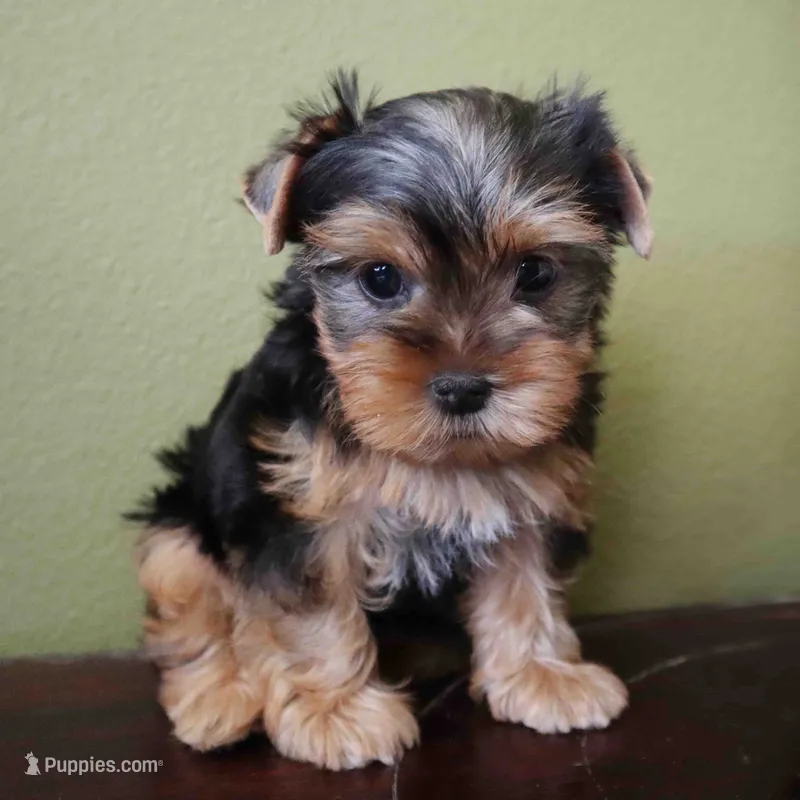Peach – Yorkshire Terrier puppy for sale in Los Angeles, CA