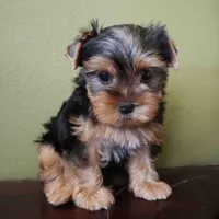Peach, a female Yorkshire Terrier for sale in Los Angeles, CA – 1 of 4