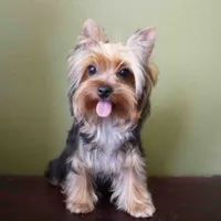 Juno, a male Yorkshire Terrier for sale in Los Angeles, CA – 2 of 5
