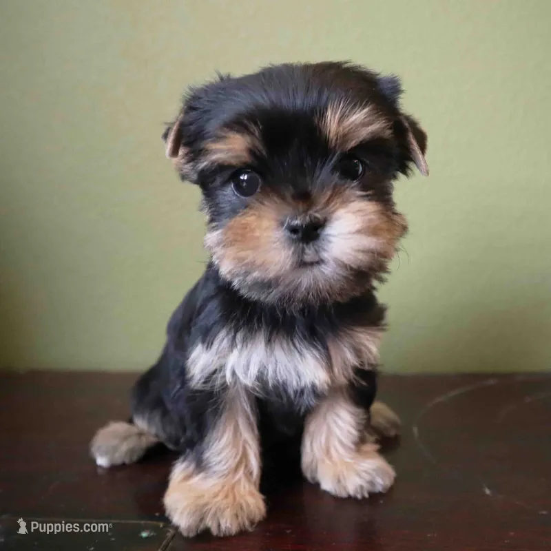 Daisy – Yorkshire Terrier puppy for sale in Los Angeles, CA