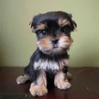 Daisy, a female Yorkshire Terrier for sale in Los Angeles, CA – 1 of 4