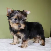 Sugar, a male Yorkshire Terrier for sale in Los Angeles, CA – 5 of 5