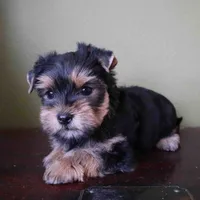 Sunny, a male Yorkshire Terrier for sale in Los Angeles, CA – 4 of 5