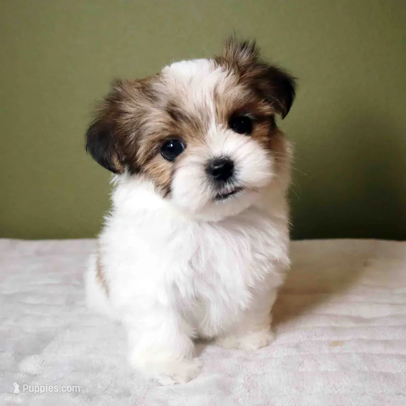 Miso – Shih Tzu, Mal Shi puppy for sale in Los Angeles, CA