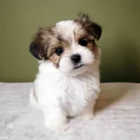 Miso, a male Shih Tzu and Mal Shi for sale in Los Angeles, CA – 1 of 6