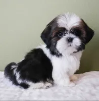 Teddy, a male Shih Tzu for sale in Los Angeles, CA – 5 of 5