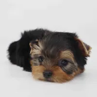 Kai, a male Yorkshire Terrier for sale in Los Angeles, CA – Photo 4 of 6