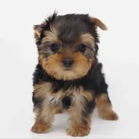 Kai, a male Yorkshire Terrier for sale in Los Angeles, CA – Photo 6 of 6