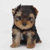 Kai, a male Yorkshire Terrier for sale in Los Angeles, CA – Photo 1 of 6