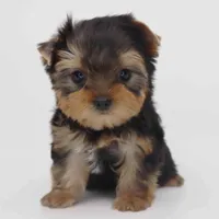 Kai, a male Yorkshire Terrier for sale in Los Angeles, CA – Photo 2 of 6
