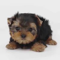 Kai, a male Yorkshire Terrier for sale in Los Angeles, CA – Photo 3 of 6