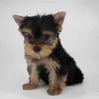 Daisy, a female Yorkshire Terrier for sale in Los Angeles, CA – 4 of 5