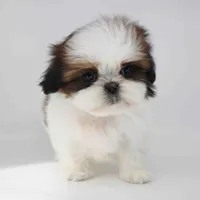 Imperial Shih-tzu Cona, a male Shih Tzu for sale in Los Angeles, CA – 5 of 5