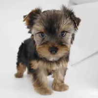 Mochi, a male Yorkshire Terrier for sale in Los Angeles, CA – 3 of 5