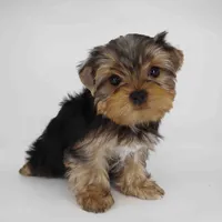Sunny, a male Yorkshire Terrier for sale in Los Angeles, CA – 3 of 5