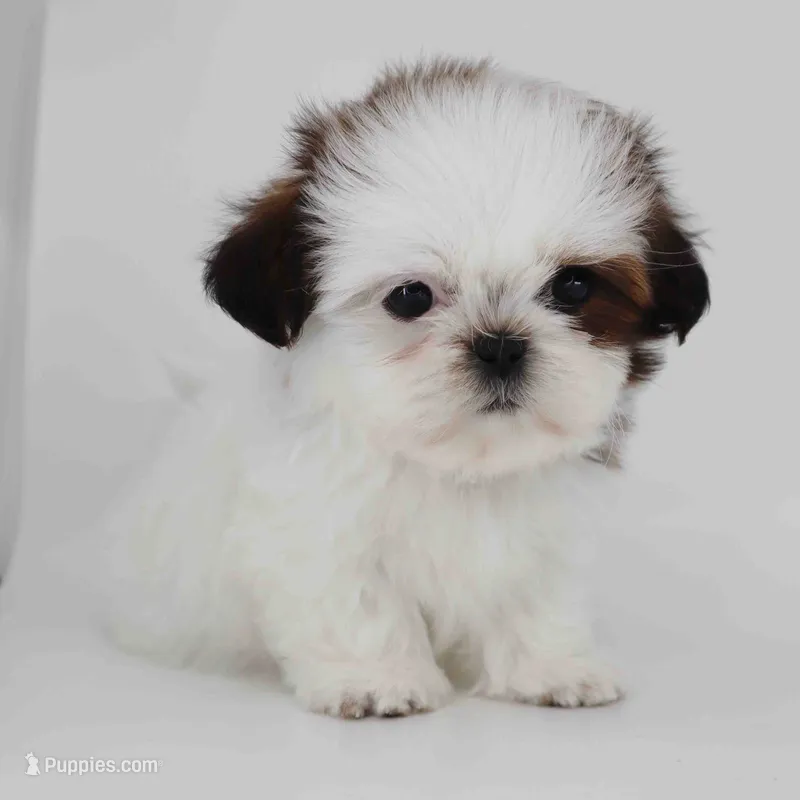 Imperial Shih-tzu Breeze – Shih Tzu puppy for sale in Los Angeles, CA