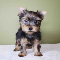 Sugar, a male Yorkshire Terrier for sale in Los Angeles, CA – 4 of 5