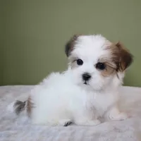Bombi, a female Mal Shi for sale in Los Angeles, CA – 2 of 5