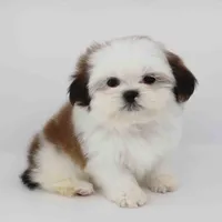 Bruno, a male Shih Tzu for sale in Los Angeles, CA – Photo 2 of 5