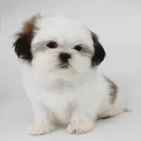 Bruno, a male Shih Tzu for sale in Los Angeles, CA – Photo 4 of 5