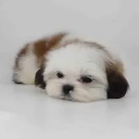 Bruno, a male Shih Tzu for sale in Los Angeles, CA – Photo 5 of 5