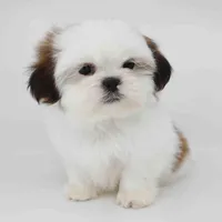 Bruno, a male Shih Tzu for sale in Los Angeles, CA – Photo 3 of 5