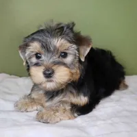 August, a male Yorkshire Terrier for sale in Los Angeles, CA – 2 of 5