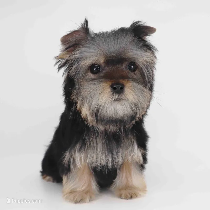 NOVA – Yorkshire Terrier puppy for sale in Los Angeles, CA