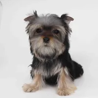 NOVA, a male Yorkshire Terrier for sale in Los Angeles, CA – Photo 5 of 5