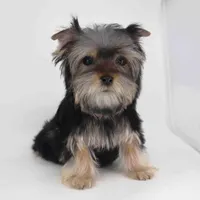 NOVA, a male Yorkshire Terrier for sale in Los Angeles, CA – Photo 3 of 5