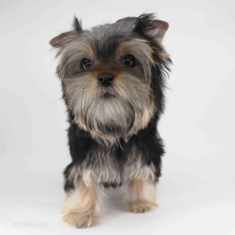 NOVA – Yorkshire Terrier puppy for sale in Los Angeles, CA