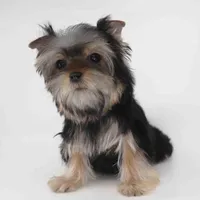 NOVA, a male Yorkshire Terrier for sale in Los Angeles, CA – Photo 4 of 5