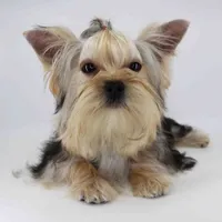 Toby, a male Yorkshire Terrier for sale in Los Angeles, CA – 2 of 3