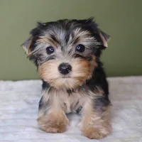 Gem, a female Yorkshire Terrier for sale in Los Angeles, CA – 3 of 4
