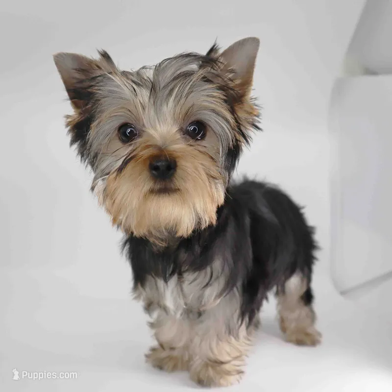 Adora – Yorkshire Terrier puppy for sale in Los Angeles, CA