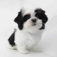 Mabel, a female Shih Tzu for sale in Los Angeles, CA – Photo 4 of 5