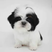 Mabel, a female Shih Tzu for sale in Los Angeles, CA – Photo 1 of 5