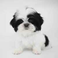 Mabel, a female Shih Tzu for sale in Los Angeles, CA – Photo 2 of 5