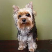 Juno, a male Yorkshire Terrier for sale in Los Angeles, CA – 5 of 5